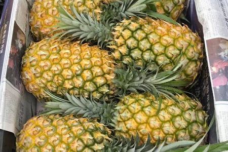 ライブコマースでパイナップルの販路を拡大させた海南省好清村 zdcf9d3dcc3fa1af682acd5918eb92a8c ライブコマースでパイナップルの販路を拡大させた海南省好清村