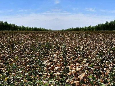 zfa48ec7b163ecb53c839244d96bdbbe5 新疆維吾爾自治区、3.6万ヘクタールの土地で綿花の種まき作業