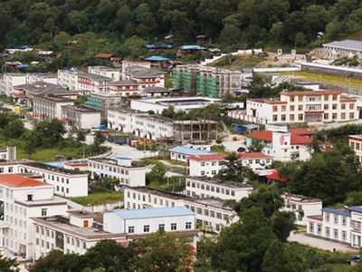  西蔵自治区で中国一高い 76.8メートルの木発見