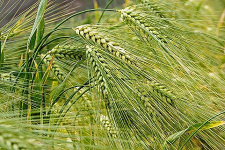 z569e41bcc4c24501268f39f35e291b2f ハダカムギの収穫シーズン、彩り豊かな美しい大地　雲南省昆明市