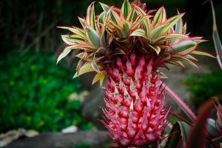 z95e4a5cb0f6af101b401d11dddcf4e80 「赤パイナップル」登場！あなたは食べてみたい？