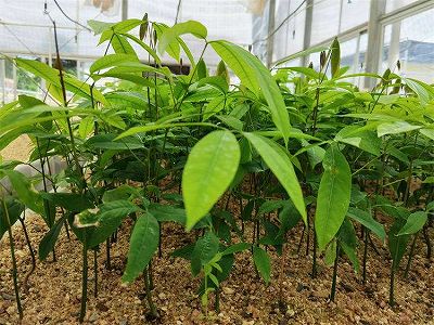 zb5c05aa058601a266885b1a816374157 中国独自のゴムの木組織培養苗、カンボジアに輸出