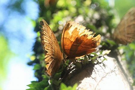 zceb411a100b48446300b9fad8979fe69 一億匹以上の蝶が一斉に羽化　雲南省