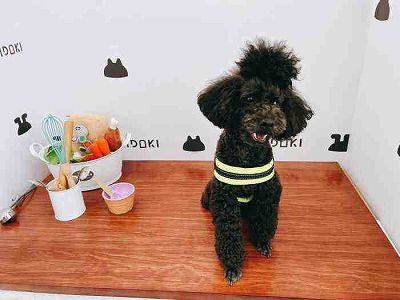 飼い主が隔離されたペットを「ペットホテル」でお世話 北京市 zd49382a0cafd84413acaad3499f28fa8 飼い主が隔離されたペットを「ペットホテル」でお世話 北京市