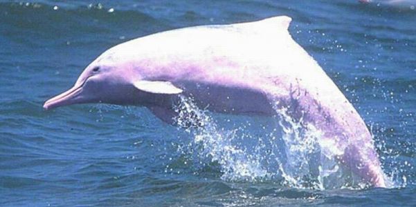 広東省珠江口のシナウスイロイルカの個体数が約1100頭にまで回復 zd7e8afdb2c9ec0a745838e64c8fd7710 広東省珠江口のシナウスイロイルカの個体数が約1100頭にまで回復