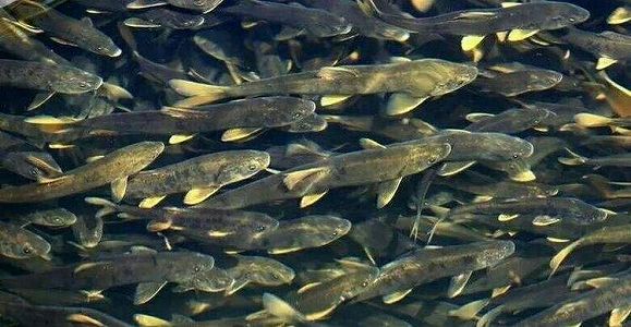 z2f2b96948193c40f40795162f375d3a4 青海湖　湟魚の回遊がピークを迎える