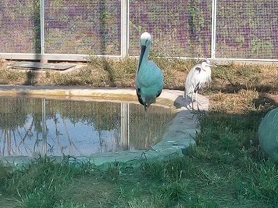 z930e83e669f3ad654198d9c0d78ade8a 斉斉哈爾竜沙動植物園のタンチョウとマナヅルが交配して産卵