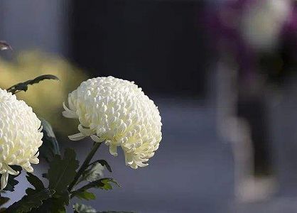 zaafe2d7752319a7dafd93f43af7c3954 外交部、安倍晋三元首相の逝去に哀悼の意