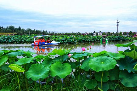 zae4a900587c02462b1441772bde0a088 荒地が一面のハス池に　海南省海口市