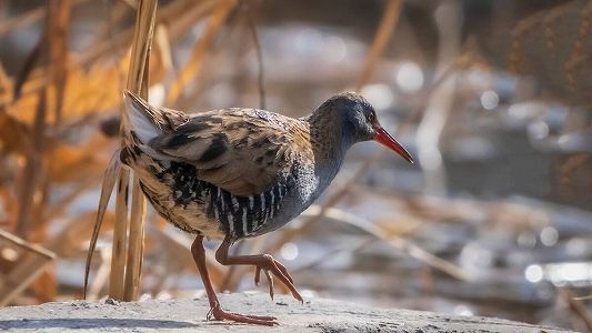 zb4850a427bb141dc93ad9c528ccbdb73 国家二級保護動物「クイナ」を確認　雄安新区白洋淀