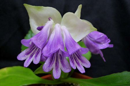 zc039807b3b9b62e665bb1828bfe2fa9d 葉一枚だけ、開花も一度だけのミステリアスな植物を見たことある？