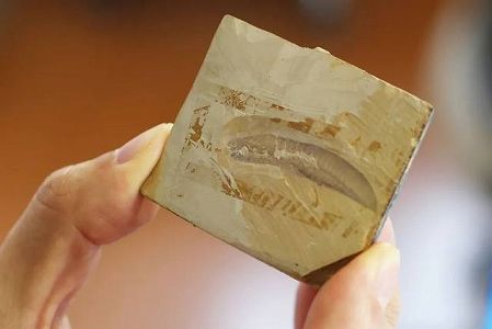 zc633f98900e6e5aa88a10d5a92f3fa50 中国の科学者が最も古い脊椎動物を発見