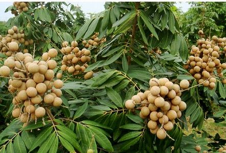 街路樹に実った南国フルーツを市民に無料で配布 雲南省芒市 z61a716220a625455d42cebce66a5e151 街路樹に実った南国フルーツを市民に無料で配布 雲南省芒市