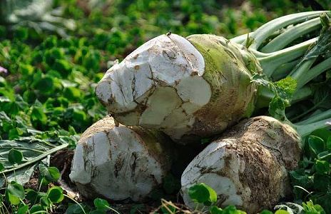 z6d39c4c7d68f04d13843f442b540e9a2 コウリャン豊作に笑顔ほころぶ村民たち　四川省自貢市