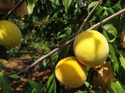 za8f79235dc042063e3f6a507a9cdb3c7 黄桃の輸出加工作業がピークに　湖北省宜昌市