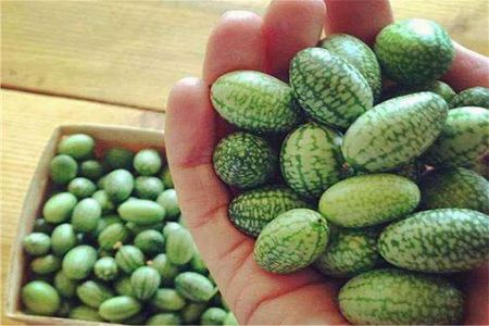 ze0109dedb11be08bea333632b6440d71 一口で食べられる「親指大西瓜」が店頭に　河南省鄭州市