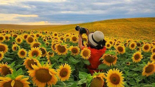 ze12c450c15c9db1198f56d344635fd73 満開を迎えた広大なヒマワリ畑　新疆維吾爾自治区