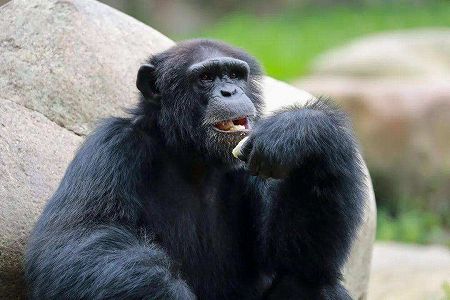 落ちてきたサンダルに対するチンパンジーの「神対応」が話題に 山東省 zfa35cbbda78fee56138a4ac37d2fbd29 落ちてきたサンダルに対するチンパンジーの「神対応」が話題に 山東省