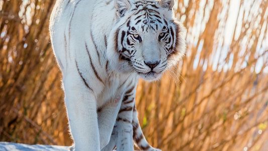 縦模様のない珍しいホワイトタイガーが誕生 確率は10万分の1 zff620c272e71ad53f34dded18083d021 縦模様のない珍しいホワイトタイガーが誕生 確率は10万分の1