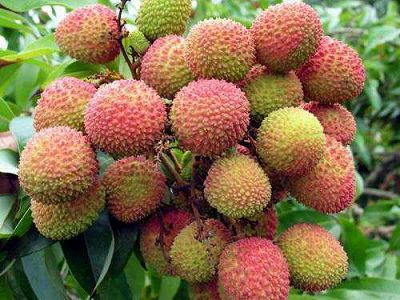 z381540a51ecd6106f3aa8332a2c350fe 果物がたわわに実る「夢のような大学」、学生は自由に食べてOK！