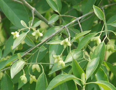 中国の科学者、百年間「行方不明」の絶滅危惧植物を発見 z7881e934f2ae696d71186aff34fee940 中国の科学者、百年間「行方不明」の絶滅危惧植物を発見