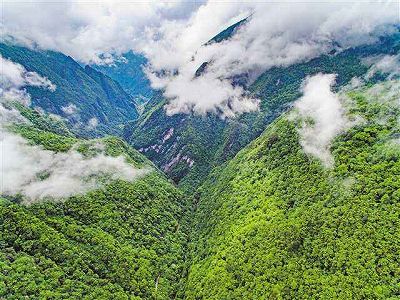 zb0c4dafc76ec305d5704f4fa23a5fcaf 緑色のユリの花　重慶陰条嶺で国家級絶滅危惧植物を確認　