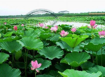 国家二級重点保護野生鳥類「カオジロダルマエナガ」を確認 河北省 ze3138950f44c7538558d646e6a8d6704 国家二級重点保護野生鳥類「カオジロダルマエナガ」を確認 河北省