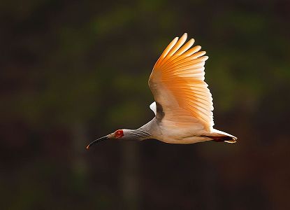 浙江省の銭塘江源流域で朱鷺40羽放鳥へ 個体群再構築目指す zf9c0371b6631bc01b6296b29180ee747 浙江省の銭塘江源流域で朱鷺40羽放鳥へ 個体群再構築目指す