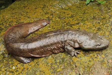 z2ef978062f3a04b4e03b4cd61aec22c1 江西省、野外開放流域でオオサンショウウオの自然繁殖個体が初発見