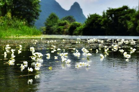 z40fc1822d574eebbd943b3e98c24f6f9 海菜花咲く湖面と漁をする人々　雲南省・剣湖の10月の風物詩