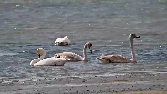 z656223592dd3f5e5b8b6de089f8702e4 越冬のためオオハクチョウが天鵝湖に飛来　山東省栄成市