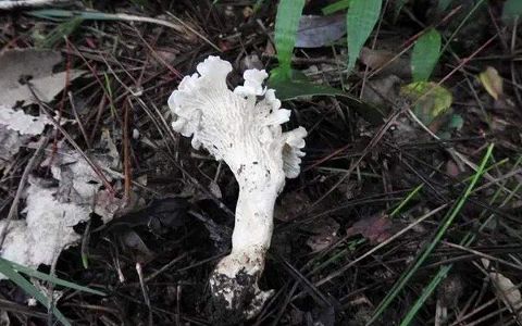 z6d764573982206c80227a56e756e8824 浙江省で新種キノコ「白盖鶏油菌」を発見