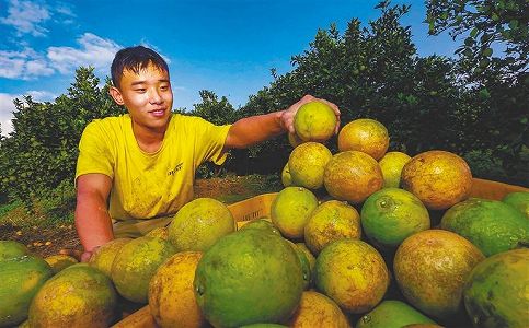 「瓊中青ミカン」が収穫期迎える 今年の生産量9000トンの見込み z781b79a936dddfe137a32bb6aca5d81a 「瓊中青ミカン」が収穫期迎える 今年の生産量9000トンの見込み