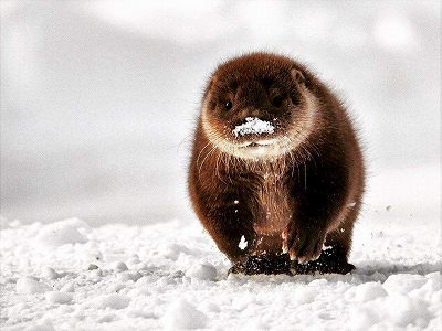 広州市の南沙湿地で約10年ぶりに「獺」確認 広東省 z8083bfe924278dba0692ed25996997d9 広州市の南沙湿地で約10年ぶりに「獺」確認 広東省