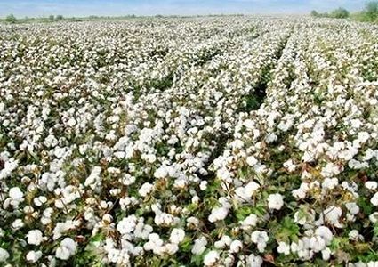 z9d2c3c039274644e98c95bf7d775e1f5 新疆維吾爾自治区の綿花畑350万ムーが収穫期　機械化進み壮大な眺め
