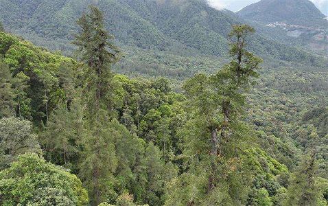 zac84cf4afe96334935f22bbbc7710f29 中国一高い木、高さ83.4メートルで28階建てビルに相当