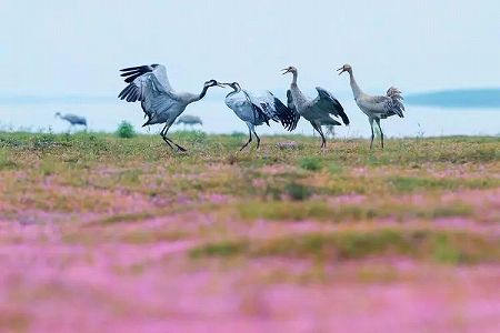 約80日干ばつ続くpo陽湖 zc8e6e3d3796867c4a88063850b313138 約80日干ばつ続くpo陽湖