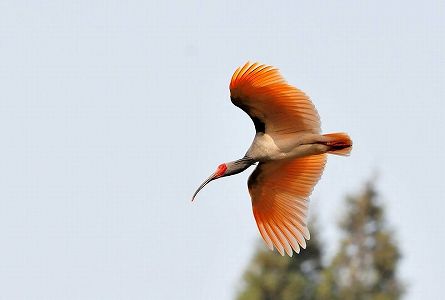 zd096e8bf498eeb976e529a901cfe1f10 中国南方地域「朱鷺」個体群再生がスタート　浙江省湖州市