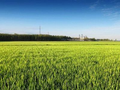 ze28f6f9ae56505b3f8045a23aae67e83 6586万6667ヘクタールで秋の食糧収穫完了　進捗度は75％以上に