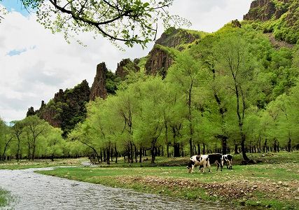 壮観!数十万羽の渡り鳥が黒竜江迎春林区に集結 z08ccb435b8635abbd02201c7b61653db 壮観!数十万羽の渡り鳥が黒竜江迎春林区に集結
