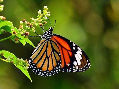 雲南省、1300種の蝶のリストが完成 z50b784116e0c5f295aab10ef766bed63 雲南省、1300種の蝶のリストが完成