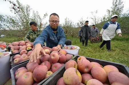 z889222410f35575eecefd4698f42b239 豊作を迎えた高原のリンゴ　貴州省