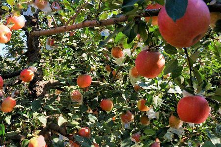 zeda437d6a3b13a78f3a092f7c9a4d1c8 「リンゴの物語」から伝わる習近平総書記の人民への思い