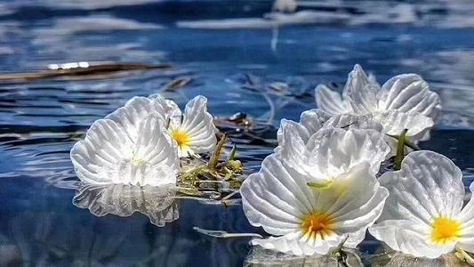 z53227749e64d13e0f5aed05be9552777 「彩雲の南」と言われる雲南省の春夏秋冬