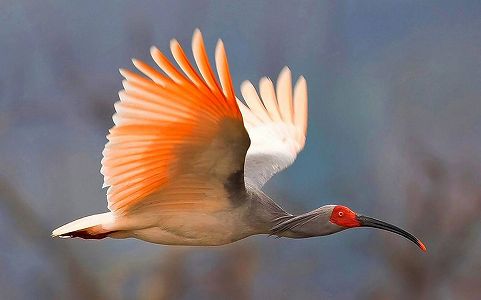 世界の朱鷺の個体数が9000羽以上にまで回復 z53428bff74a2538127ee485d6894b064 世界の朱鷺の個体数が9000羽以上にまで回復