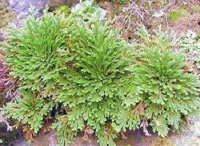 zbaea9dd9c4359b223a3ac9660d1bb87e 非常に珍しい植物「九竜巻柏」を青海省で初めて確認