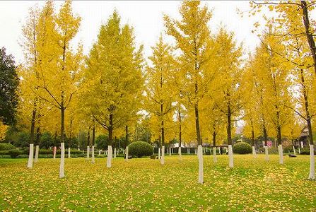 zc490c9cc20b6a85d1b6df820a17770de 銀杏で黄金色に染まる古村　雲南省騰沖市