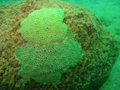 貴州省の科学研究者、6億年前の古代生物を発見 ze0599bbbc6a64e288632c92304c4c520 貴州省の科学研究者、6億年前の古代生物を発見