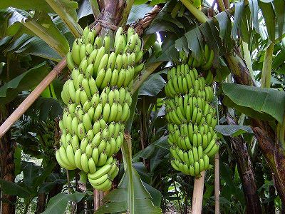 ラオスのバナナを中国に輸送する中国ラオス鉄道の列車が初運行 zfddbfdf602e8418ead3b3694f9b4306e ラオスのバナナを中国に輸送する中国ラオス鉄道の列車が初運行