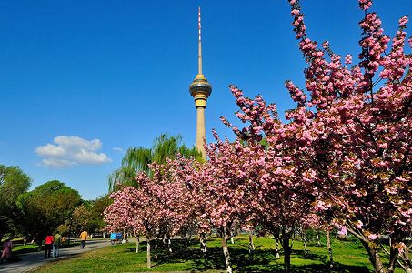 z2c008e4dbd08c895e076f31421f39c8b 北京市　玉淵潭公園の桜が早々と「開花」